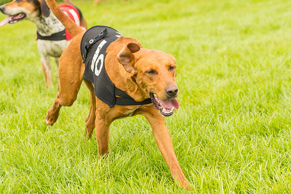 Race 4 - Hound Race  (136 of 139)
