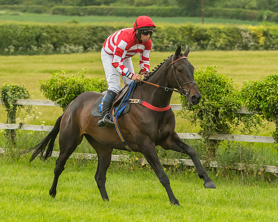Race 7 - Open Maiden  (41 of 175)