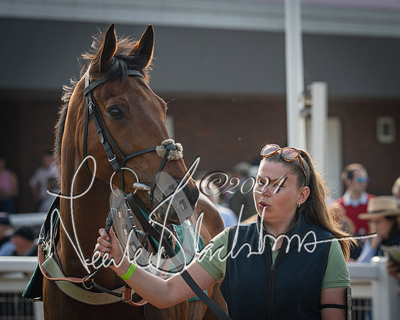 Race 2 - The Venatour sports travel intermediate point to point hunters’ steeplechase 5 year olds and over 3m2f (20 of 163)