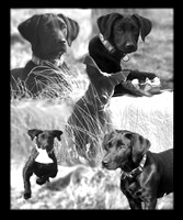 Poppy-BW