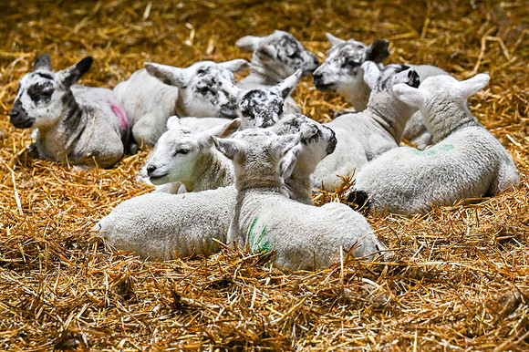 Lambing (110 of 111)