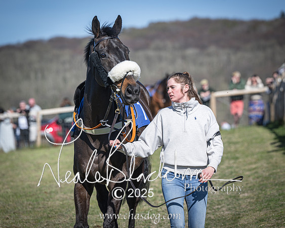 Race 6 - Veteran horse (6 of 109)