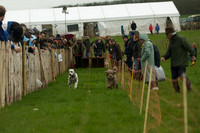 1 -Terrier Races 17