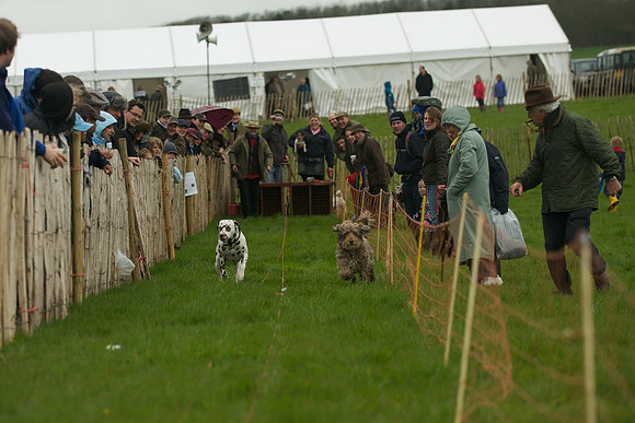 1 -Terrier Races 17