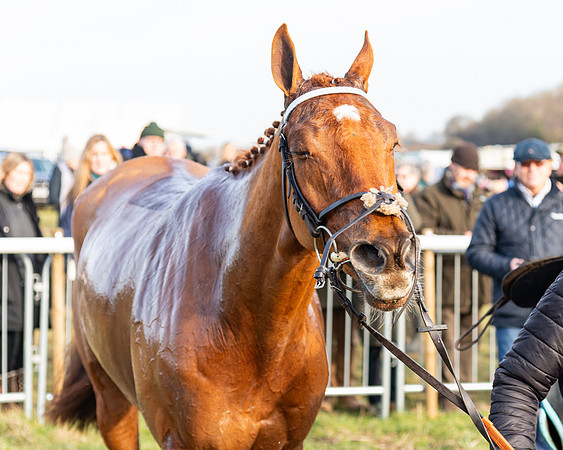 Race 4 - Maiden (111 of 118)