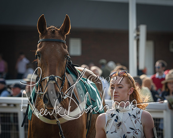 Race 2 - The Venatour sports travel intermediate point to point hunters’ steeplechase 5 year olds and over 3m2f (24 of 163)