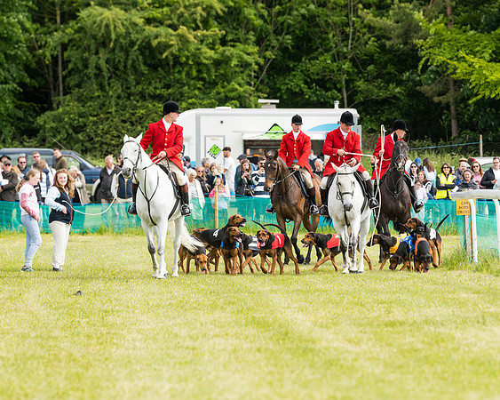 Hound Race  (1 of 49)