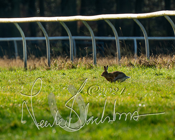 Pony Races (4 of 89)
