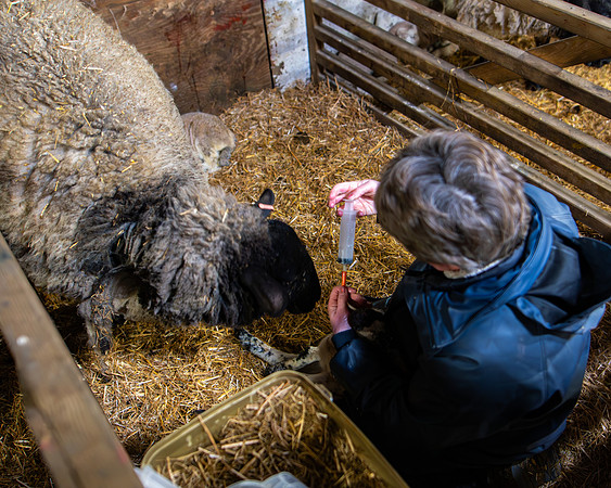 Lambing (98 of 111)