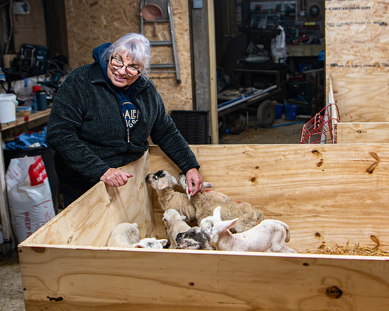 Lambing (78 of 111)