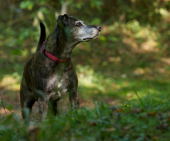Pets 9