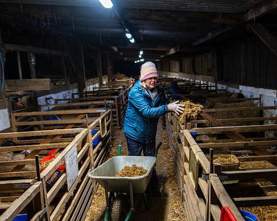 Lambing (104 of 111)