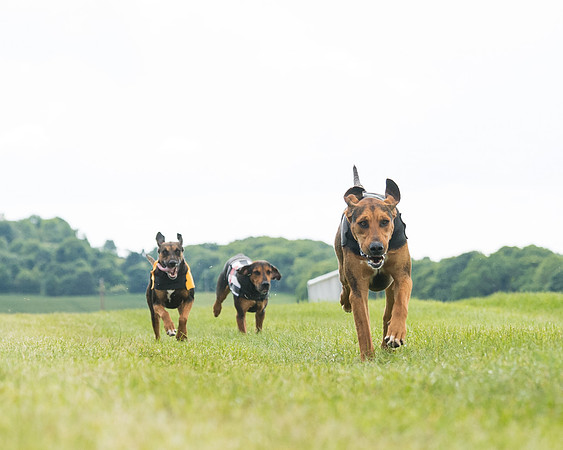 Hound Race  (38 of 49)