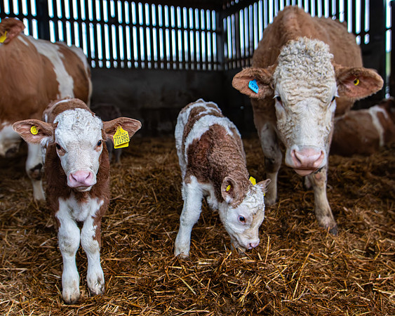 Lambing (60 of 111)