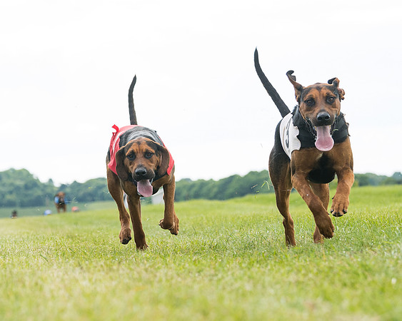 Hound Race  (20 of 49)