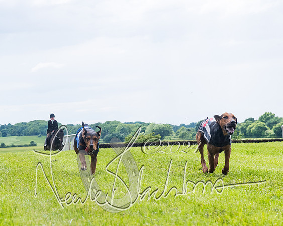 Race 7 - Hound Race etc (93 of 108)