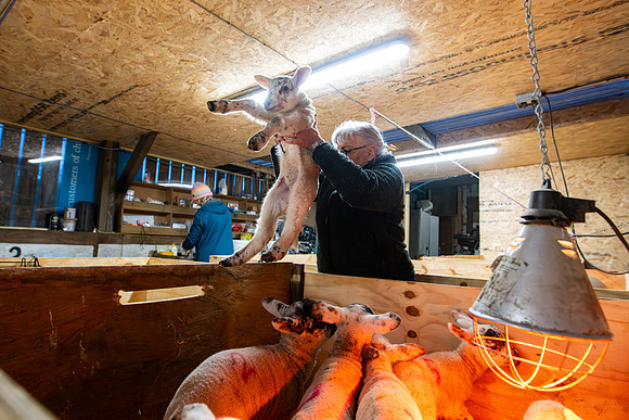 Lambing (51 of 111)