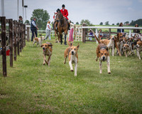Race 1 - the Grafton adjacent hunts conditions race (level 2) (1 of 120)