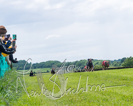 Race 7 - Hound Race etc (83 of 108)