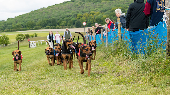 Hound Race  (47 of 49)