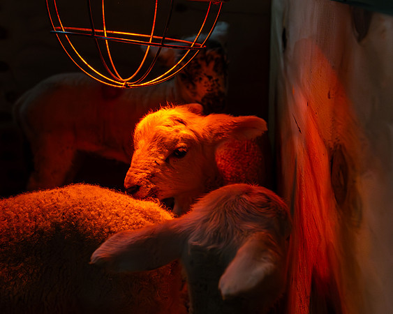 Lambing (54 of 111)