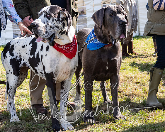 Open Pony Race  (117 of 131)