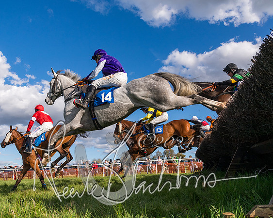 Race 5 - Restricted Race (46 of 132)
