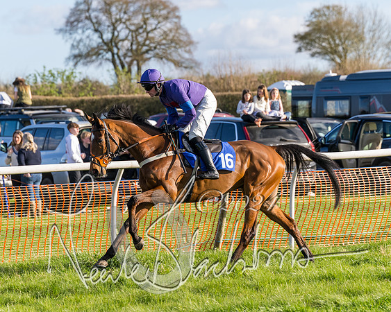 Race 6 - Goffs Young Horse Maiden (13 of 119)