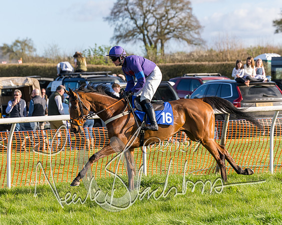 Race 6 - Goffs Young Horse Maiden (15 of 119)