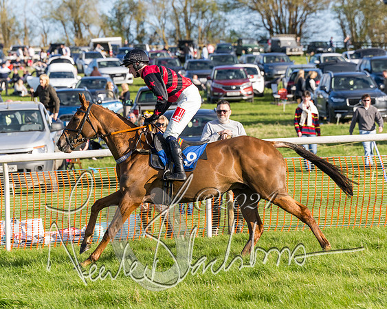 Race 6 - Goffs Young Horse Maiden (23 of 119)