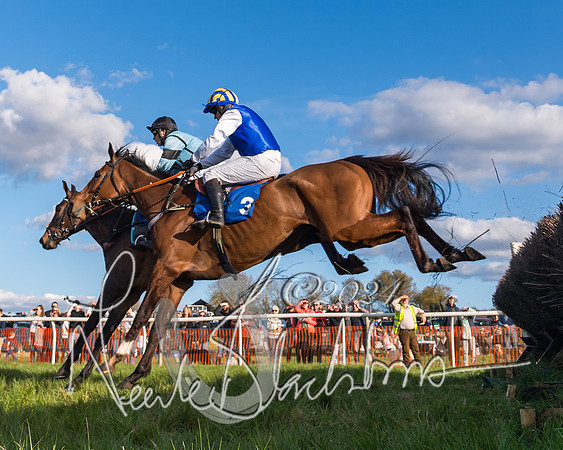 Race 6 - Goffs Young Horse Maiden (40 of 119)