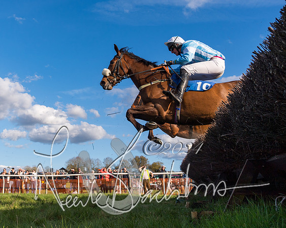 Race 6 - Goffs Young Horse Maiden (50 of 119)