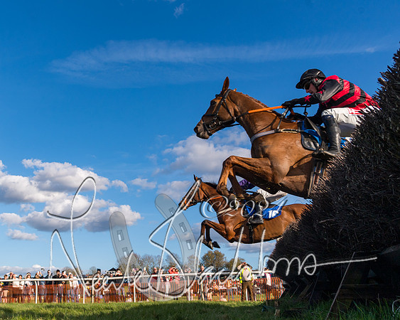 Race 6 - Goffs Young Horse Maiden (75 of 119)