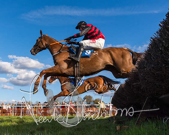 Race 6 - Goffs Young Horse Maiden (76 of 119)
