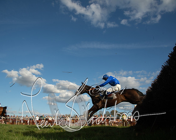 Race 6 - Goffs Young Horse Maiden (81 of 119)