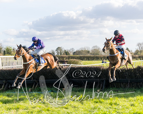 Race 6 - Goffs Young Horse Maiden (79 of 119)
