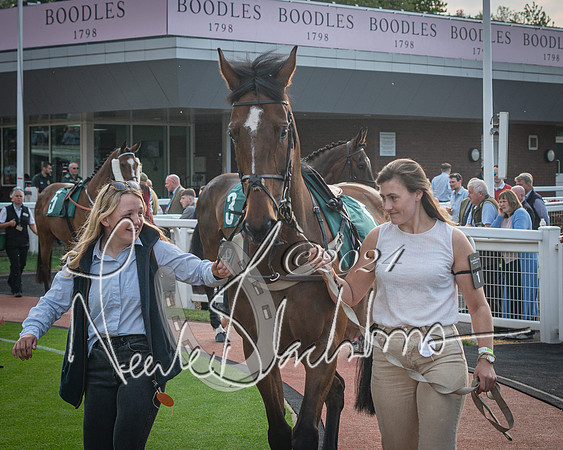 Race 5 - Mares Open Hunter Steeplechase 3m2f 70y (9 of 269)