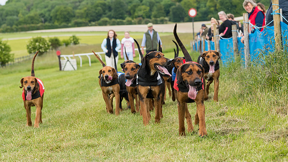 Hound Race  (46 of 49)