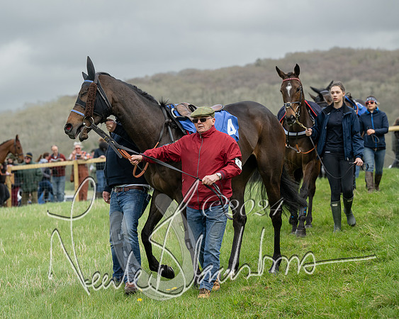 Race 2 - Six and Over Maiden  (39 of 131)