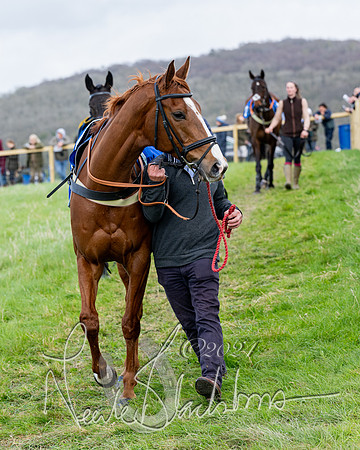Race 5 - The Print Concern Restricted race  (38 of 136)