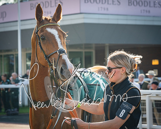Race 3 - The Junior Jumpers open hunter's steeple chase 3m1f56y (22 of 156)