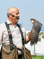 Hawks - Hounds -Dog Show