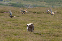WCGB-27JUL-2013 Grouse Test Day  12