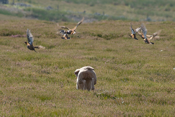 WCGB-27JUL-2013 Grouse Test Day  12