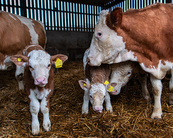 Lambing (64 of 111)