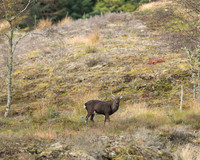 Stags Wednesday-1-2