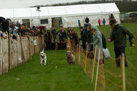 1 -Terrier Races 18