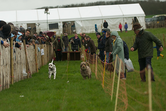 1 -Terrier Races 18