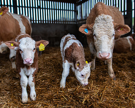 Lambing (61 of 111)