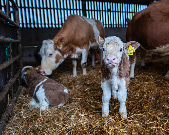 Lambing (69 of 111)